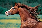 Gobalin, koń arabski