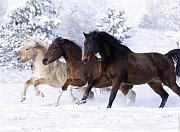 Galop w śniegu