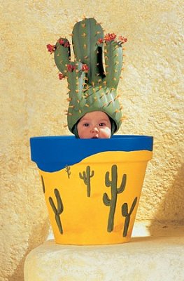 Garnek i kaktus