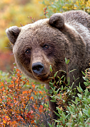 Niedźwiedź Grizzly