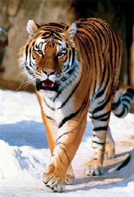 Tygrys syberyjski