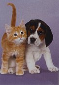 Beagle i kotek