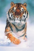 Śnieżny tygrys